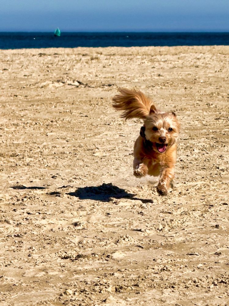 Small dog sprinting toward the camera in a beach 