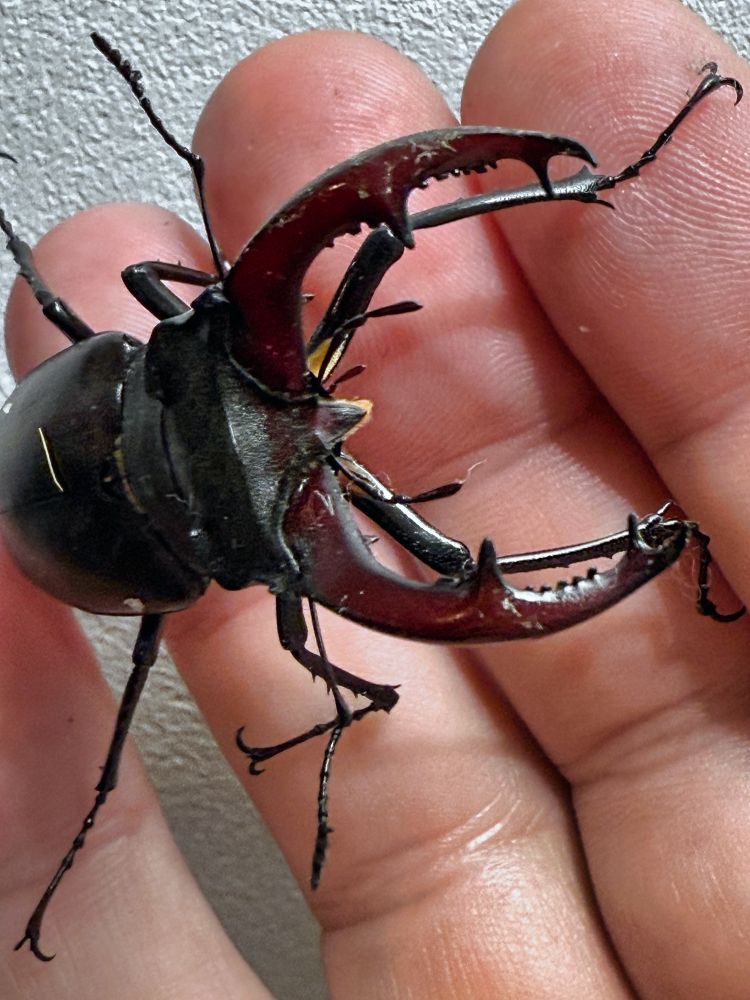 Large shiny, healthy male stag beetle shown on a human hand 