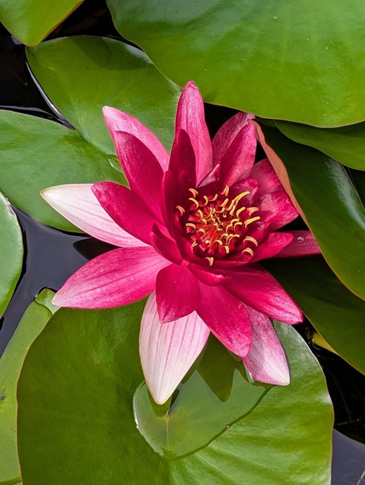 Rot, rosa, weiße Seerose und dicke grüne Blätter im Hausteich.