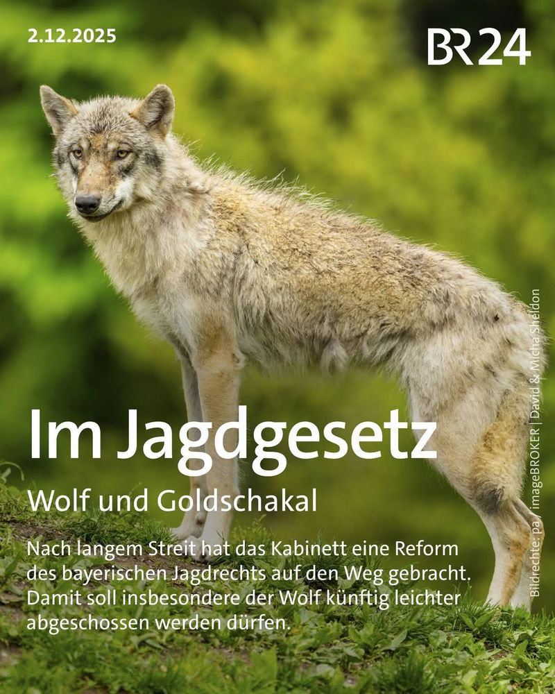 Ein Wolf steht auf einer grünen Wiese vor einem unscharfen, grünen Hintergrund aus Bäumen oder Sträuchern. Das Tier ist seitlich zu sehen, der Kopf ist leicht zum Betrachter gedreht. Das Fell ist dicht und überwiegend hellgrau mit einigen braunen und weißen Stellen. Der Wolf hat aufmerksame, dunkle Augen und spitze Ohren. // Wolf darf in B leichter abgeschossen werden.