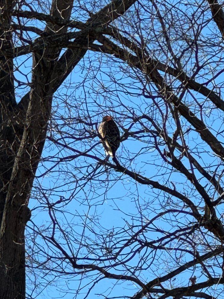 Large bird in the leafless branches of a tree.