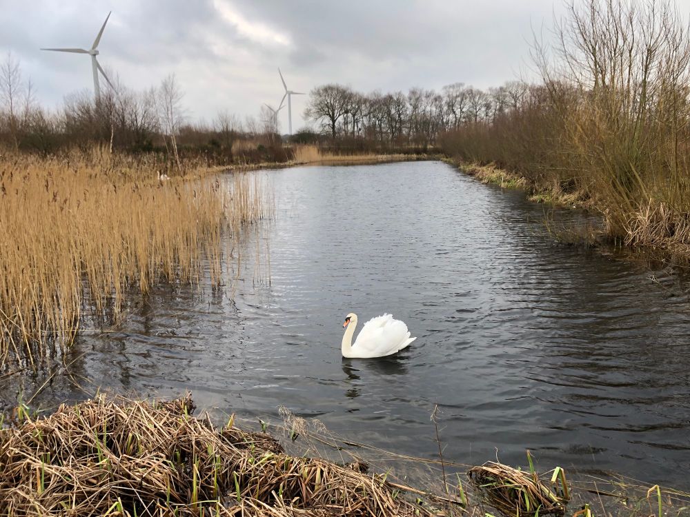A swan glide up on a water treatment pond at Watchtree Nature Reserve. 