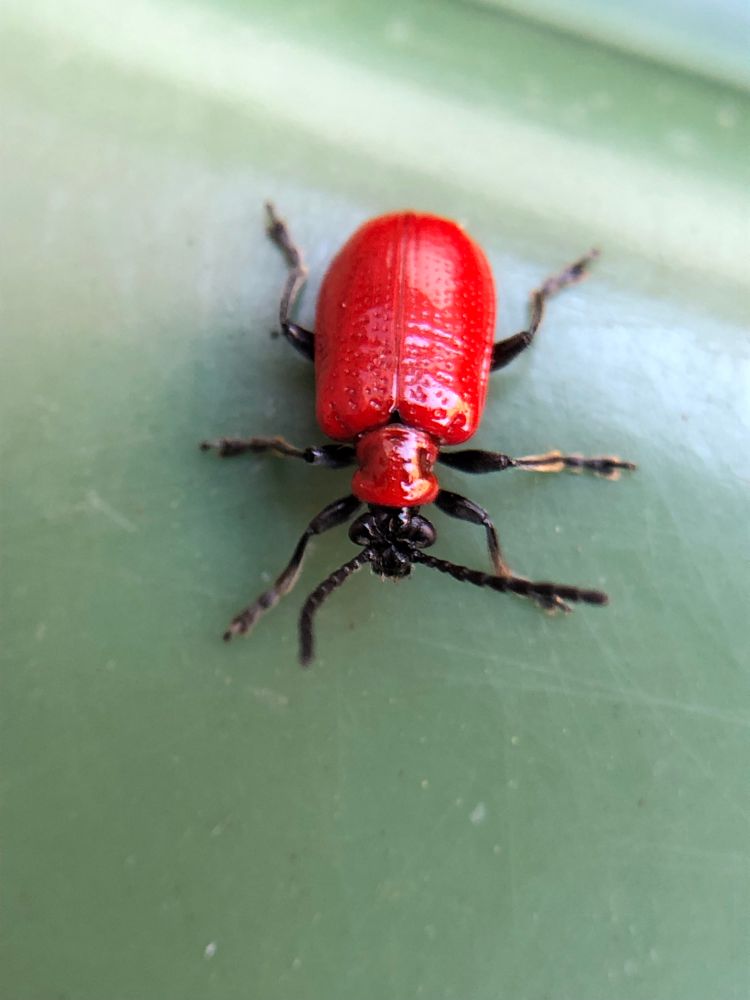 A vivid red bodied beetle with black head, legs and antenna on a green garden bin background . The shiny body has a dotted texture that is reminiscent of a strawberry. 