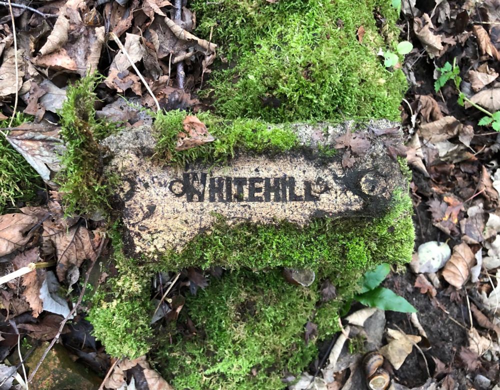 A mossy Whitehill brick in doing the brown leaf litter in the ground at Engine Lonning, Carlisle 
