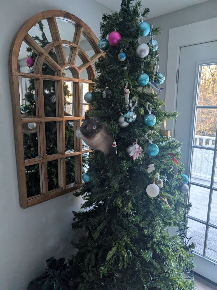 Dumb ass cat sticking its stupid head out of the Christmas tree