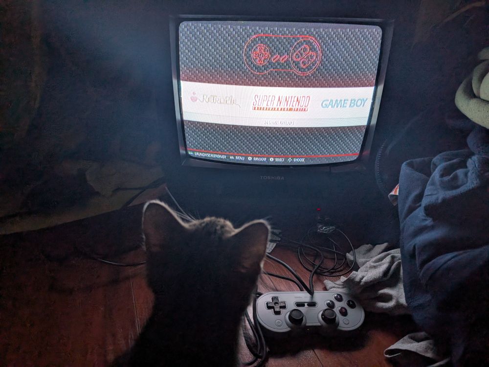 Kitty staring at a CRT 