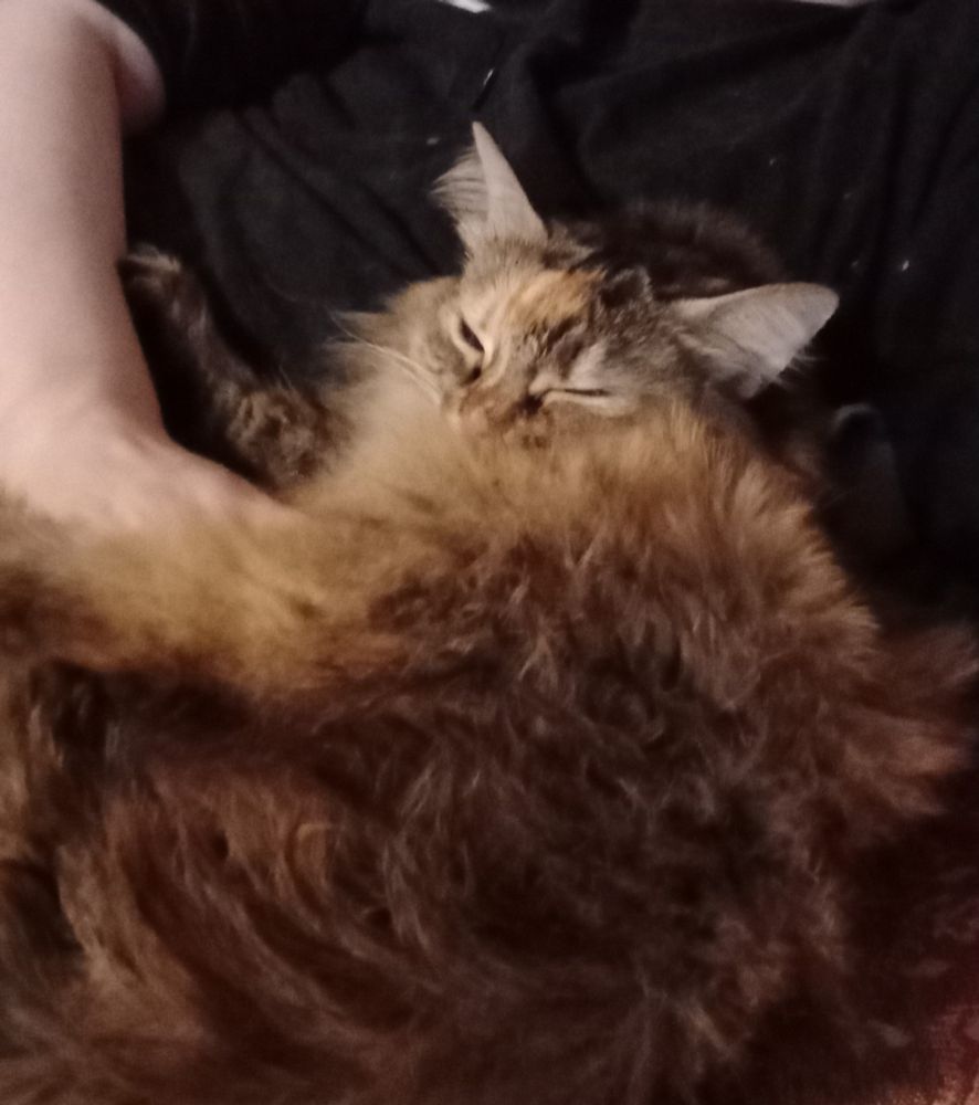 A orange brown cat lays infront of human wearing a black t-shirt.
You can see the relaxed face of the cat but the rest of the body is very unclear and just looks like a big fluffy mess