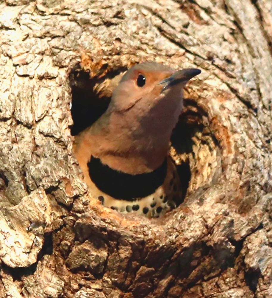 Flicker 