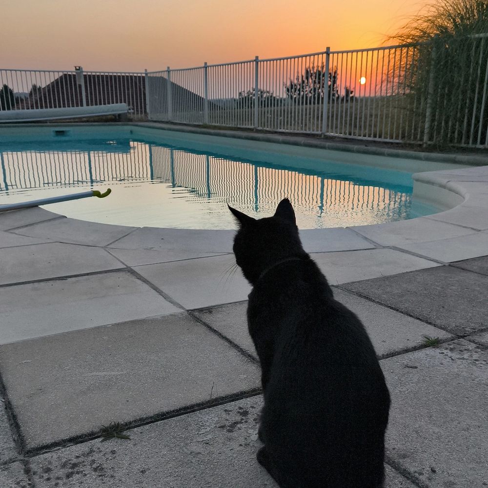Ben le chat noir de dos qui regarde la piscine au soleil couchant 
