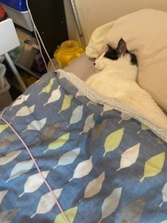 it is my housemate's cat, doing a impression of me (asleeping under the covers)