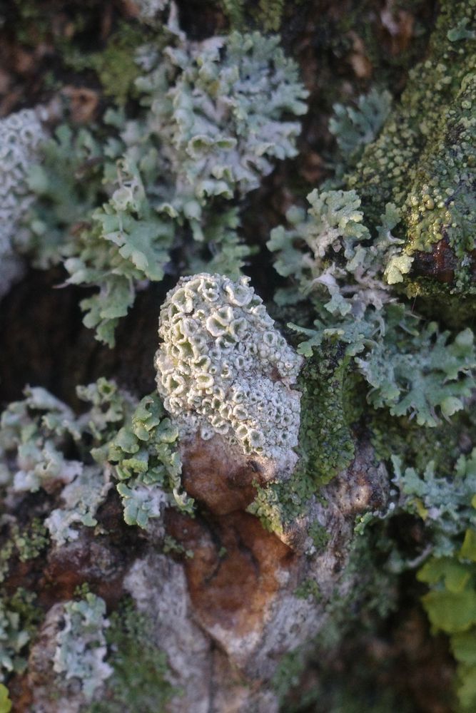 Assorted lichen on a tree trunk.
