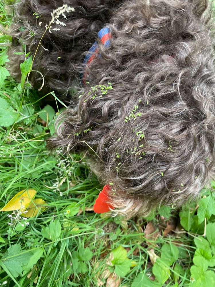 Brown fur with lots of green seeds!