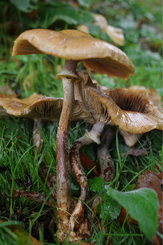 A group of golden brown mushrooms.