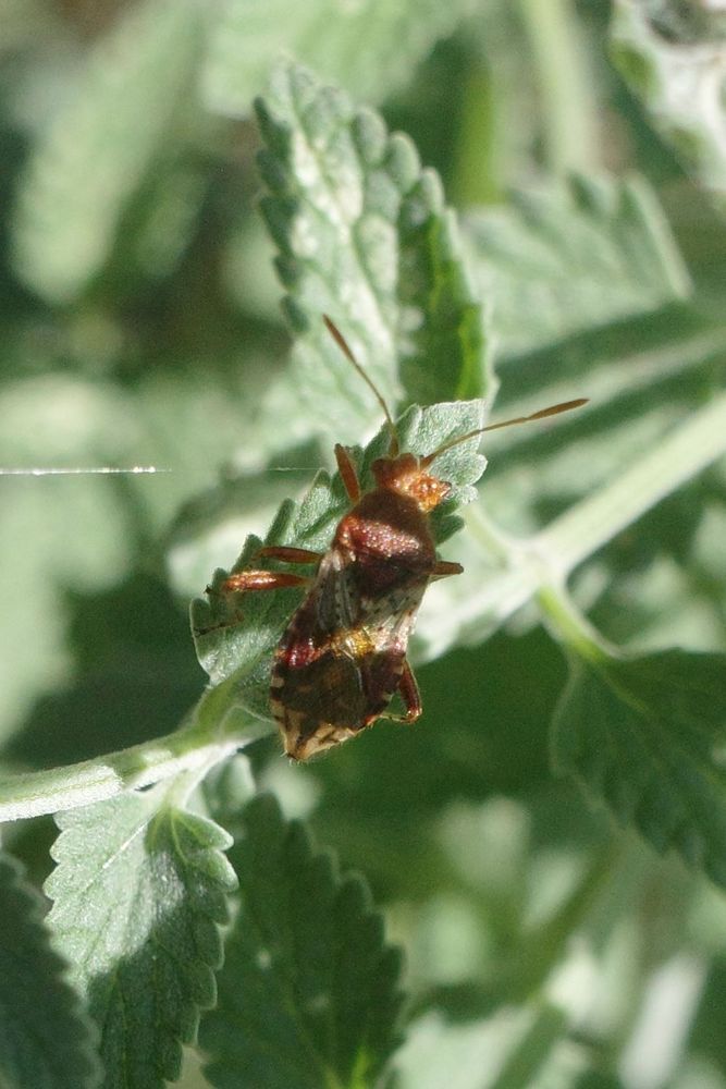 A plant bug on a leaf.