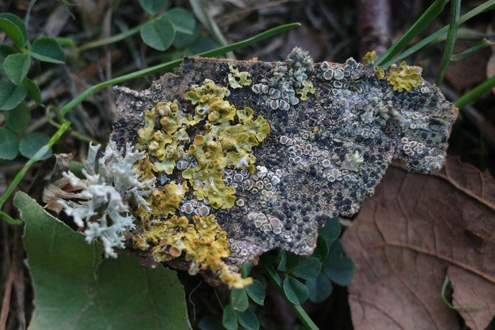 Yellow and grey lichens on a scrap of fallen bark.