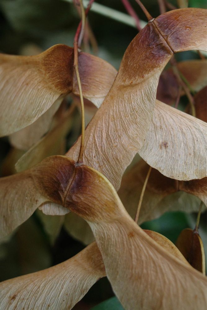 Sycamore seeds.