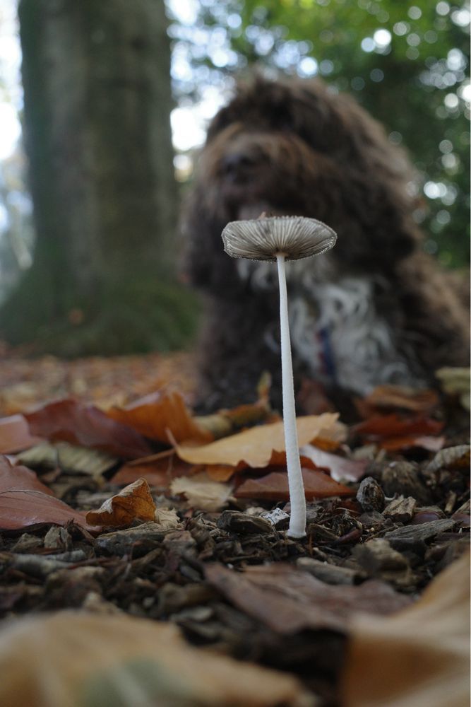 A parasol mushroom in front of a shaggy brown dog.