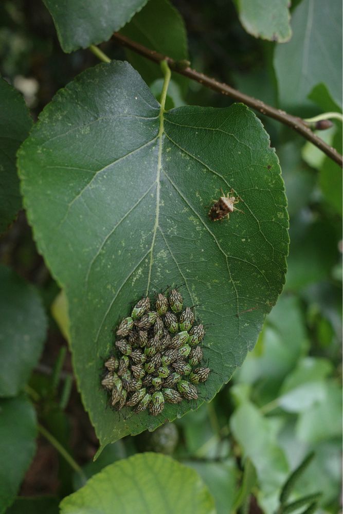Parent bugs on an alder leaf.