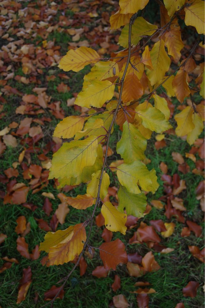 A sprig of beech leaves fading from green to copper.