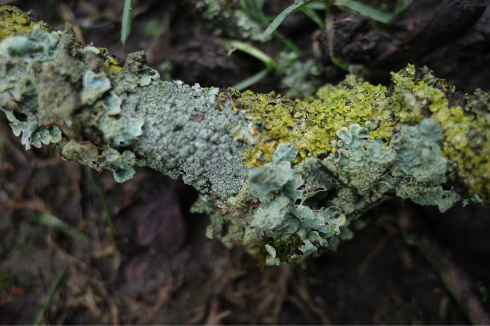 Lichen on a stick.