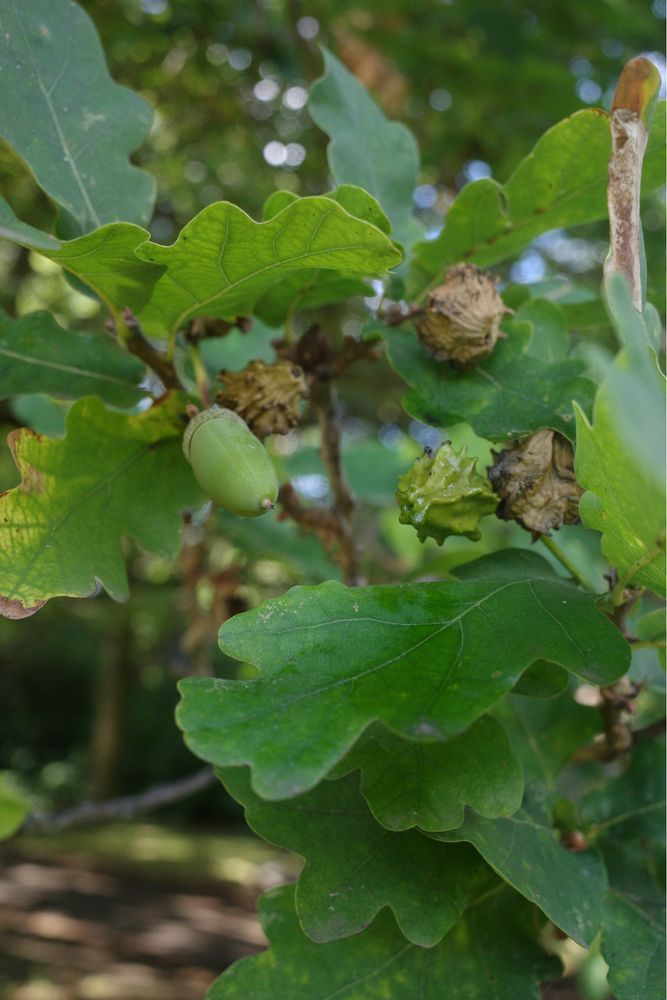 Acorn, brown and green galls, and oak leaves.