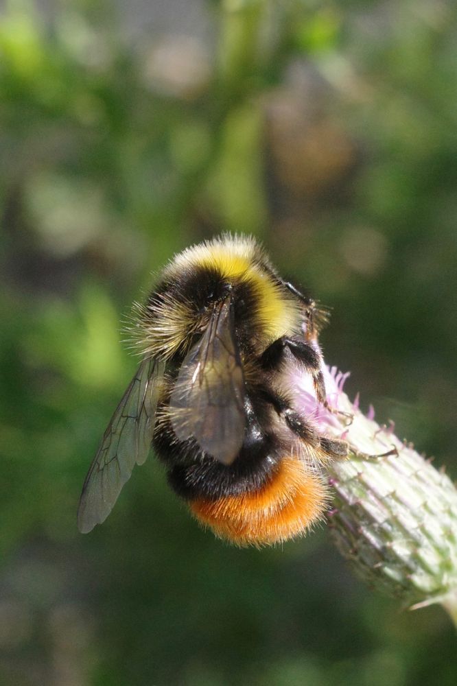 A large red-tailed bumblebee on a small purple thistle.