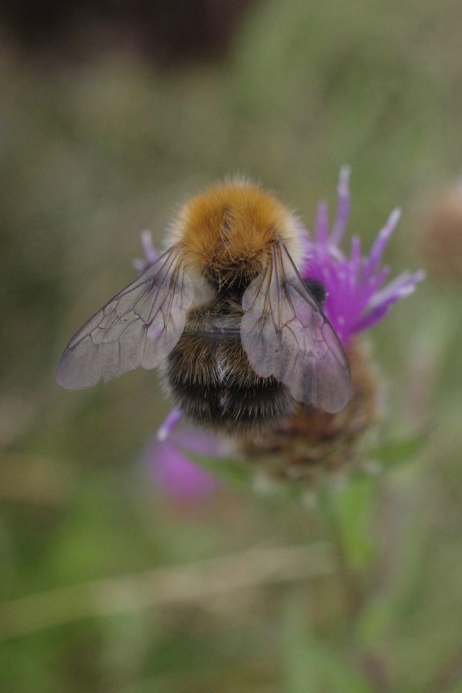 A bumblebee on a thistle.