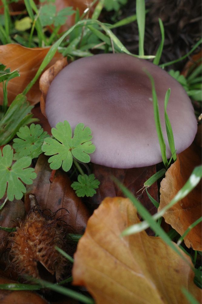 A larger purple mushroom, with assorted small plants, dead leaves, and a medium sized mammal.