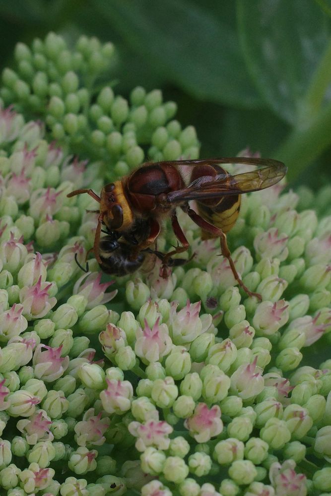 A hornet. Possibly lunching.