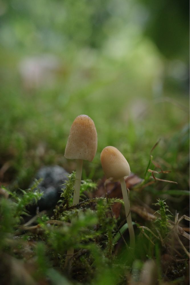 Two light brown mushrooms with moss and glowing green background.