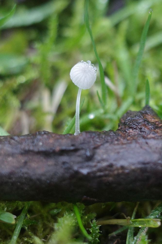 A tiny mushroom growing on a scrap of rotting twig.