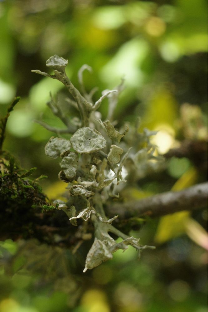 Lichen cups on a twig in dappled green light.