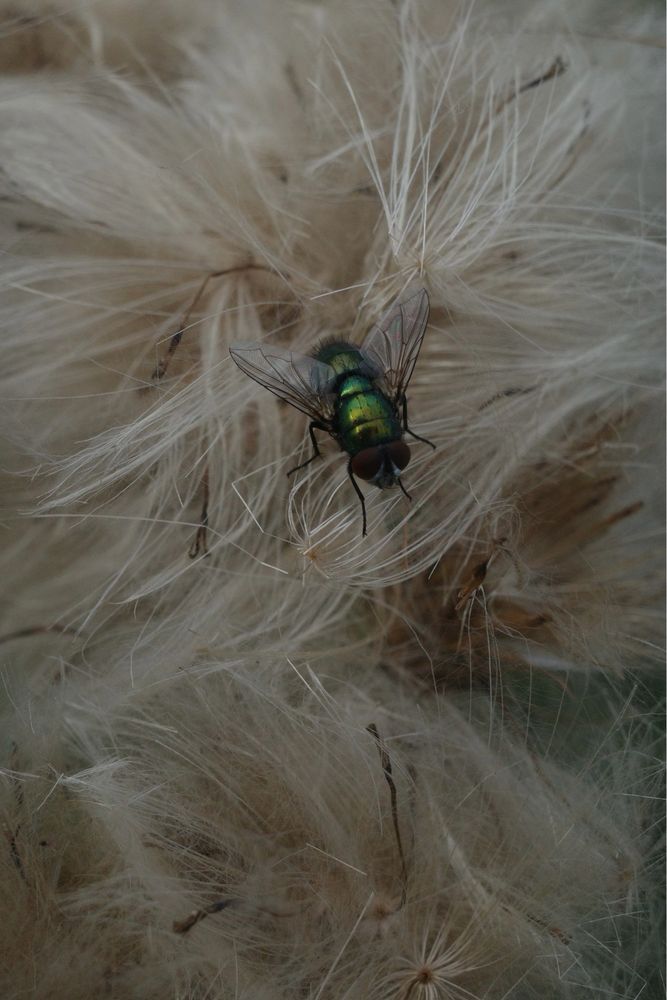 A metalic green fly on fluffy seed heads.