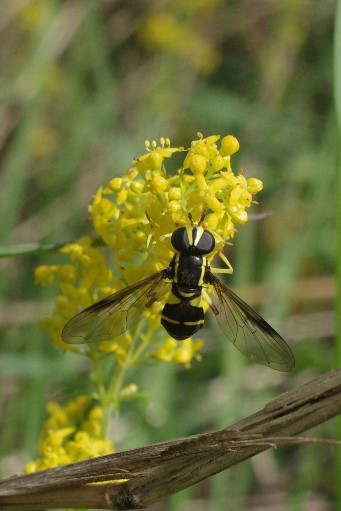 A hoverfly on yellow flowers.