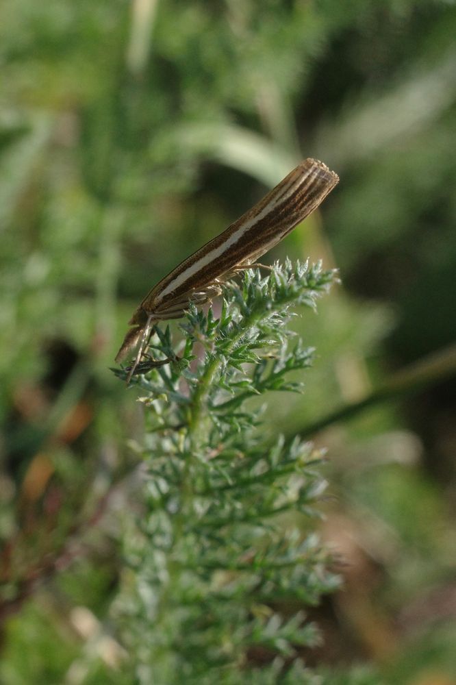 An unidentified moth on a sprig of unidentified greenery.