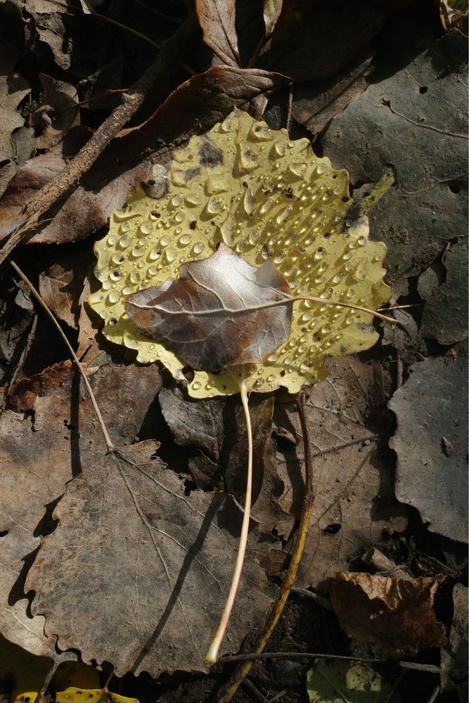 A yellow leaf with water drops, lying on brown fallen leaves. There’s a smaller light brown leaf on top of the yellow one.