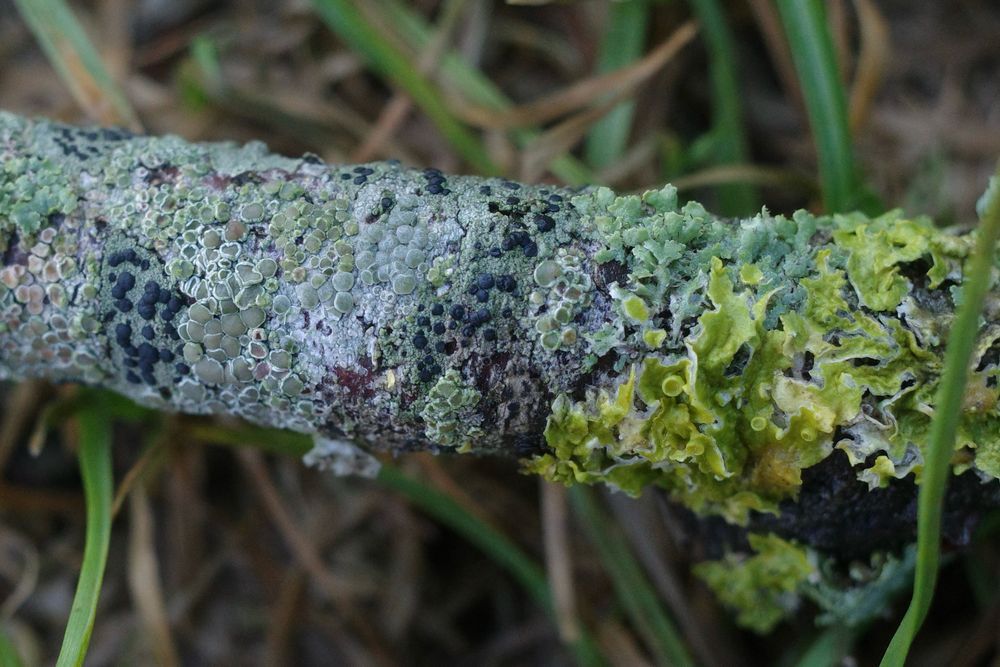 A stick with assorted lichens.