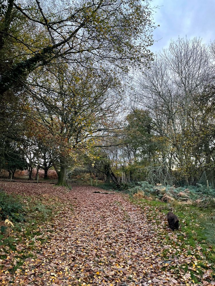 A leaf-covered path between almost bare trees. A brown dog walks on the grass at the side of the path.