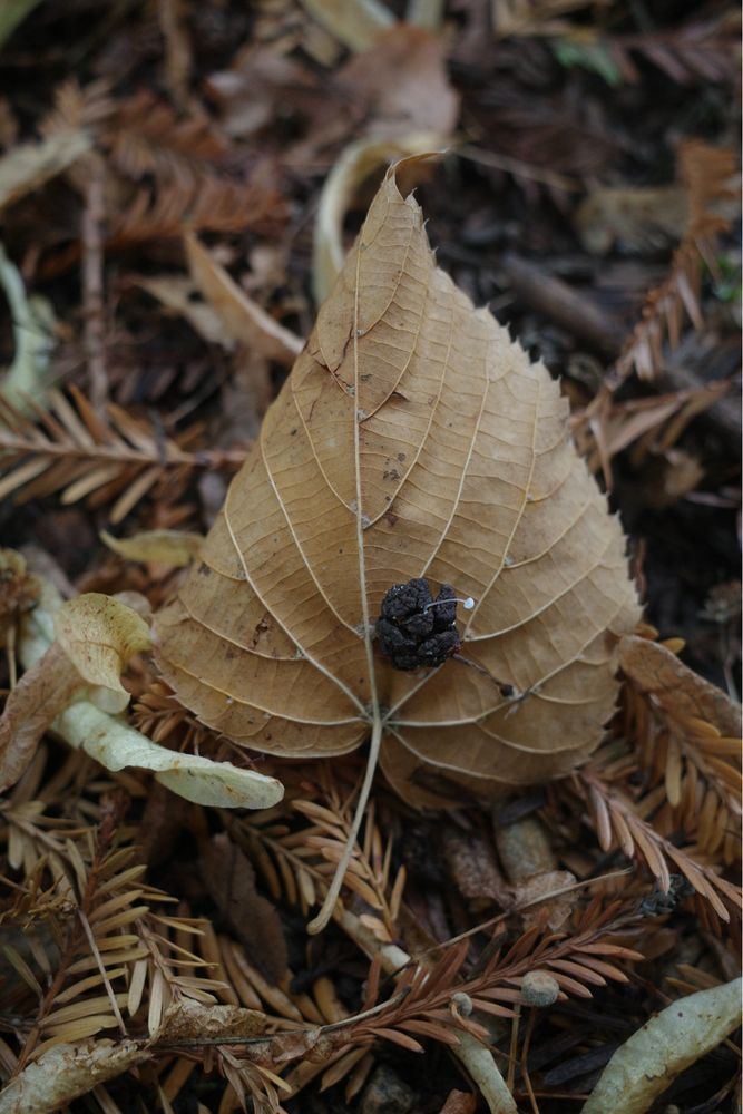 A cedar cone with a tiny white mushroom growing on it, lying on a fallen leaf.