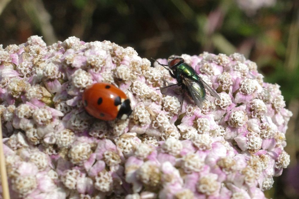A ladybird and a fly on pale pink yarrow flowers.
