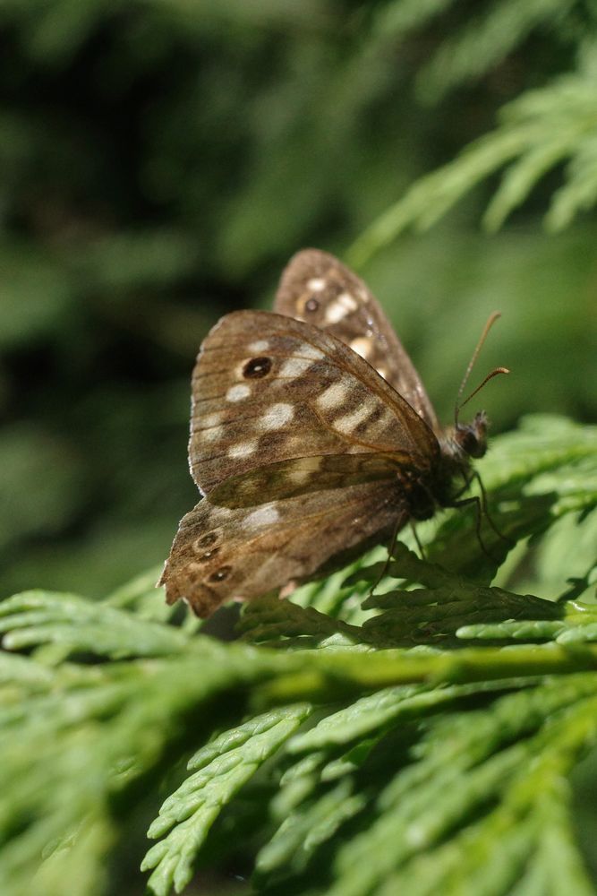 A brown speckled wood butterfly.