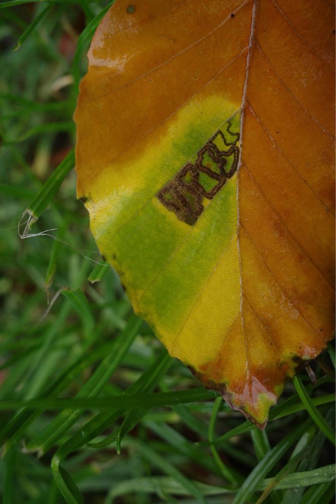 Secret message in a yellow-edged green stripe on a dead leaf.