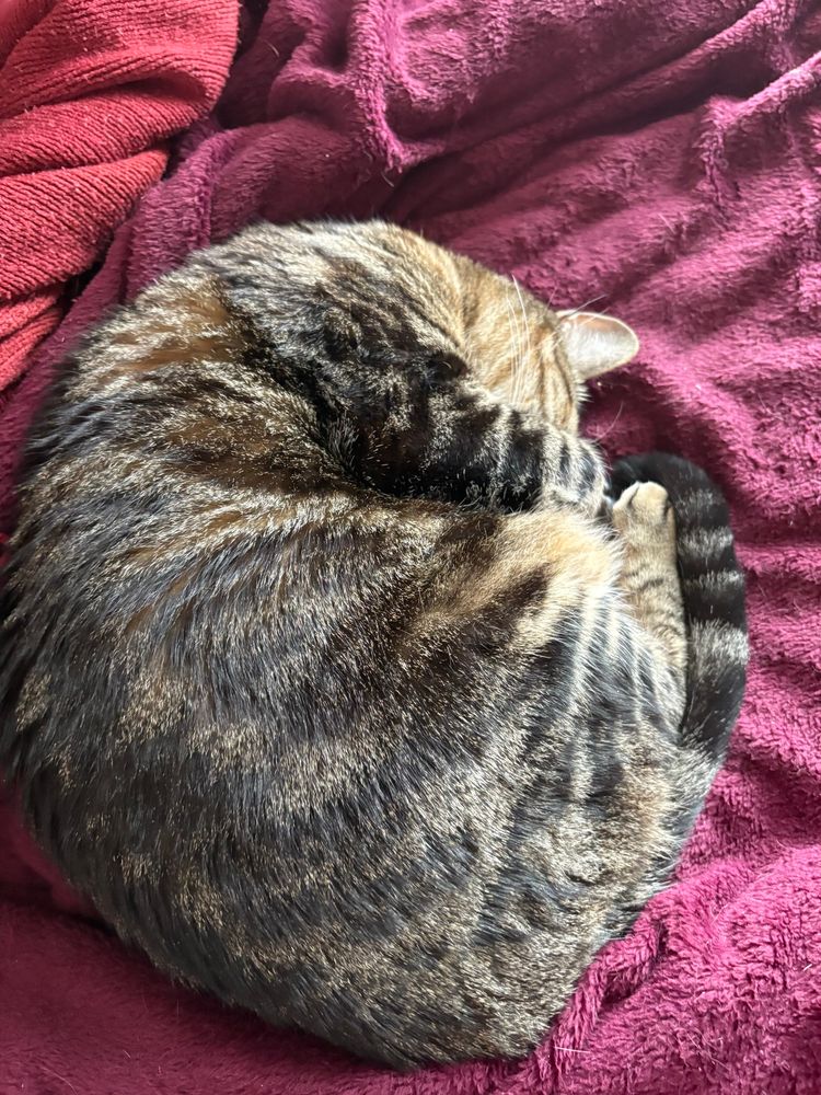Phoebe, the brown tabby cat of Blades. She is currently relaxed rolled up on her bed. We call this phenomenon, a Phoeb roll.