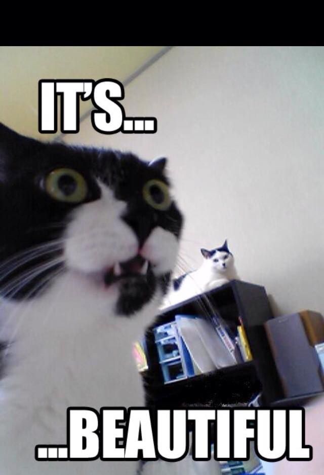 Meme of cat looking in the distance and saying, "It's beautiful."