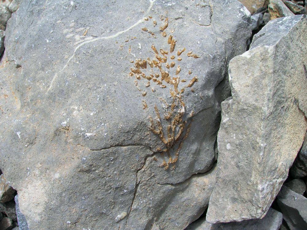 An orange fossil of what looks like a crinoid (will be double checking this with a professor) sticking out of a limestone boulder 