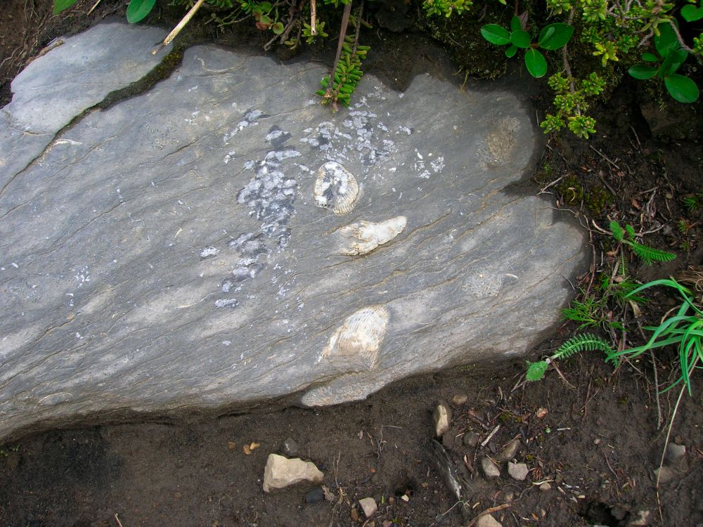 Three solitary horn corals in a rock sticking out of the dirt!