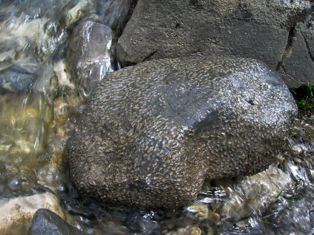 What looks like a syringopora fossil (will be double checking this with a professor) in a creek!