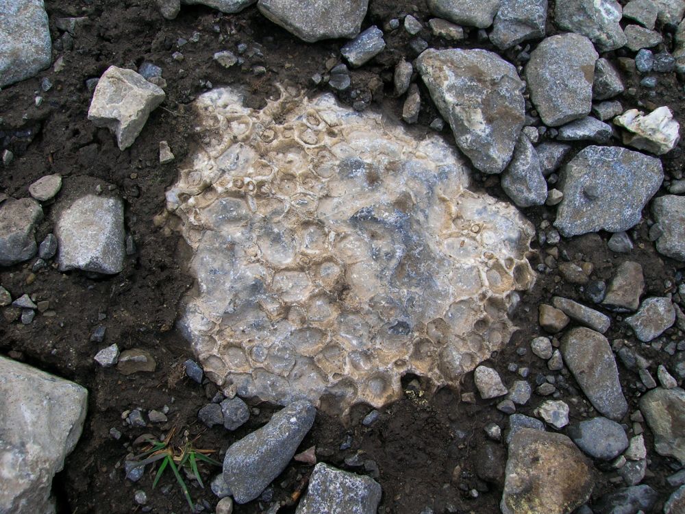 A colonial rugose coral fossil with a very cool honeycomb pattern. The fossil has been worn smooth in a few spots.