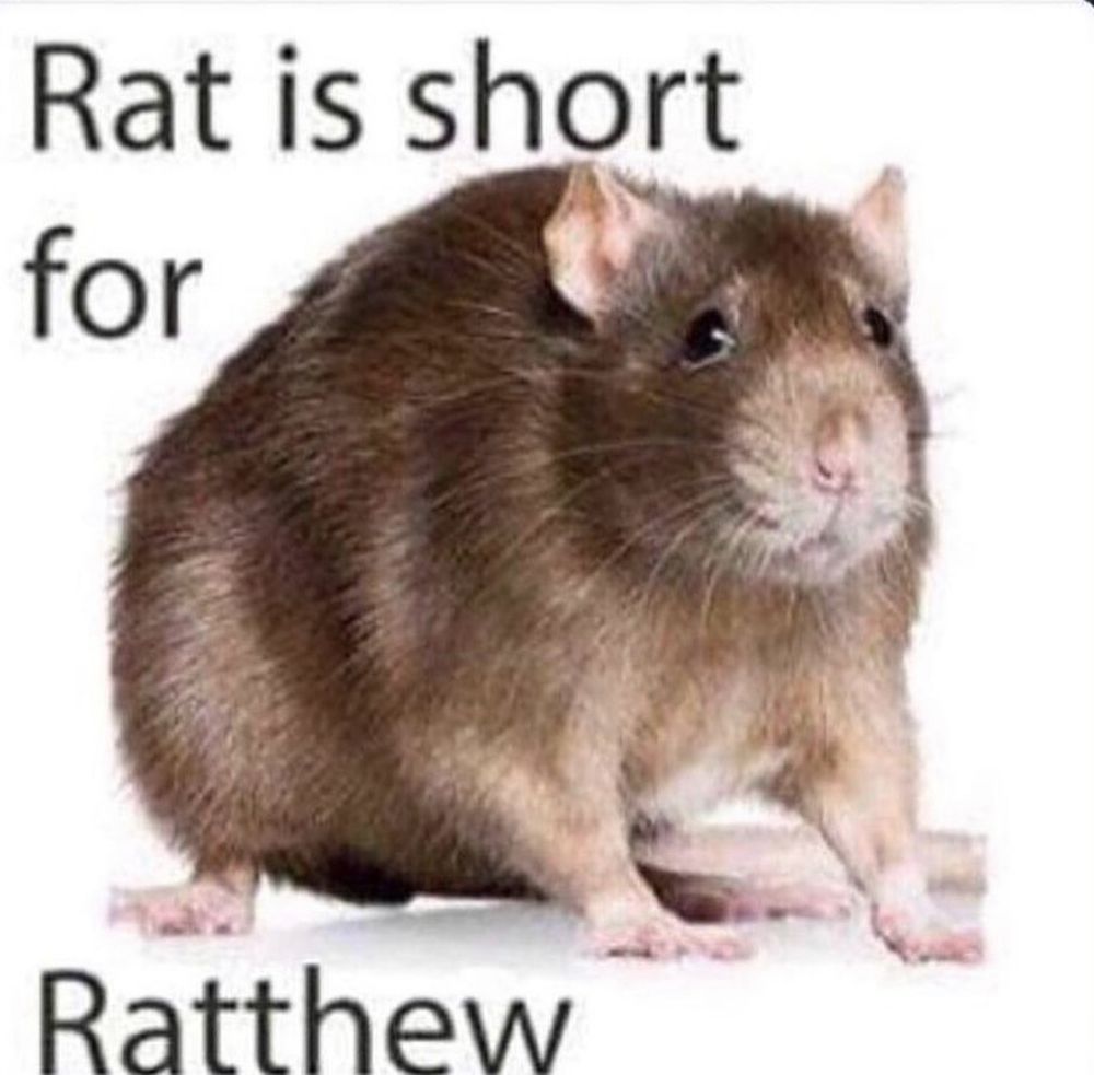 An image of a rat on a white background with the caption “Rat is short for Ratthew”