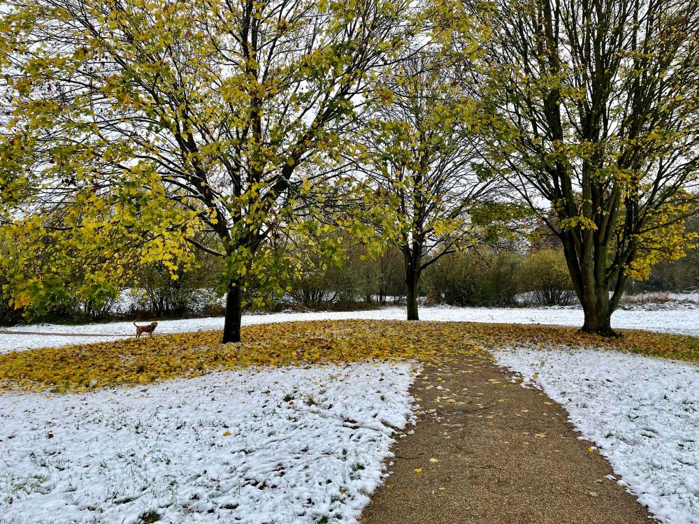 Snow and autumn leaves on the ground 
